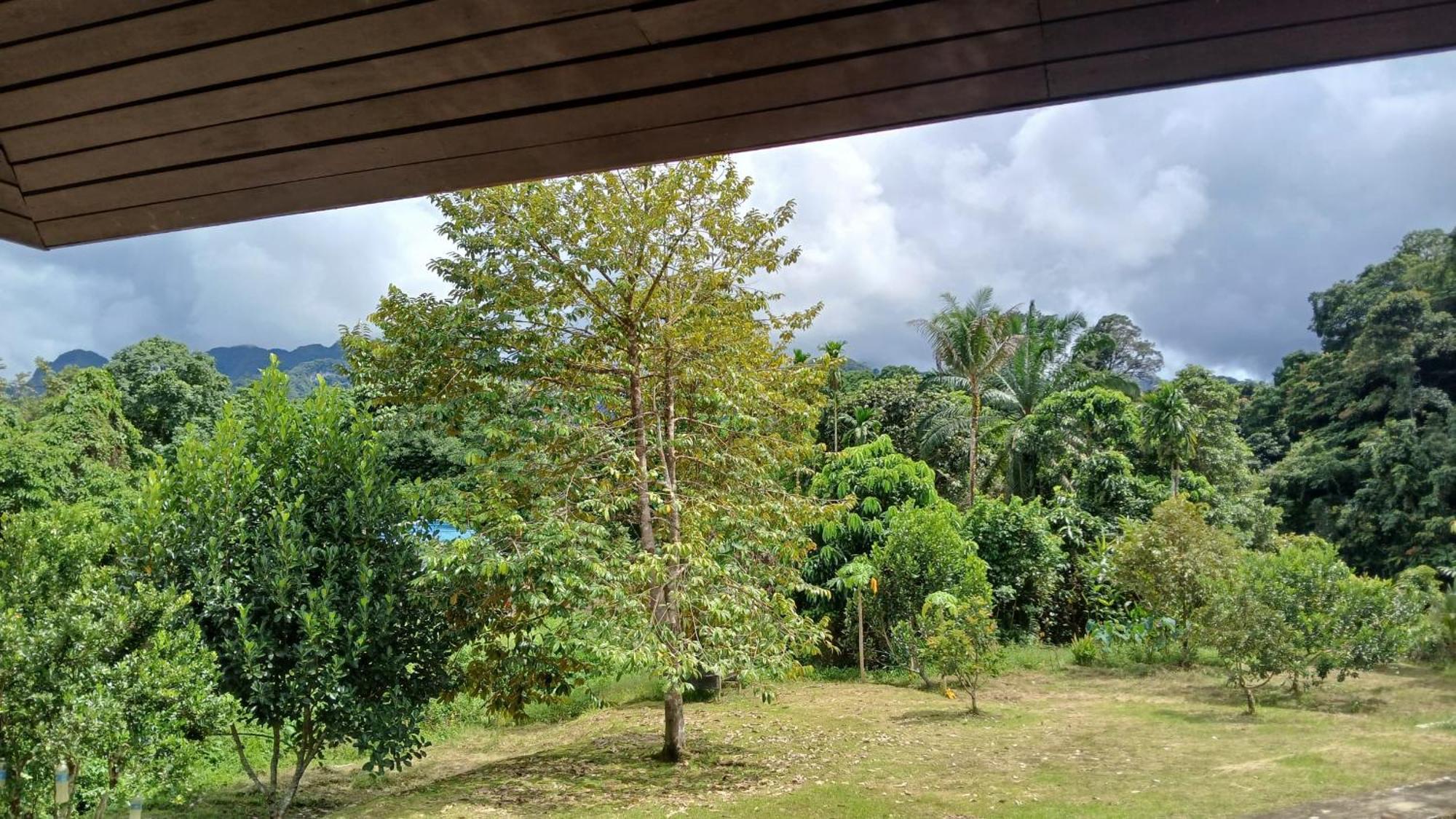 Mulu Tribal Homestay Kültér fotó